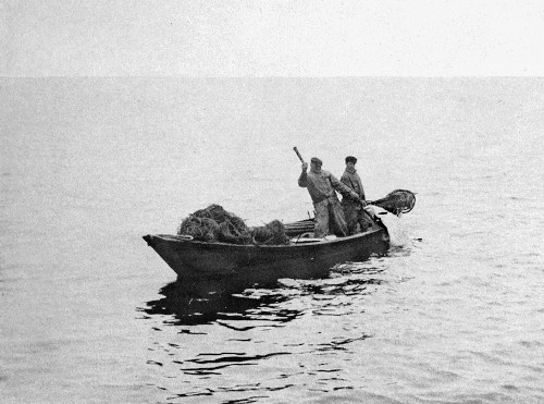 A fisherman prepares to club a halibut 