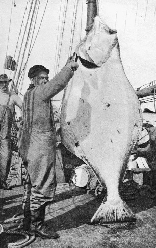 Giant halibut